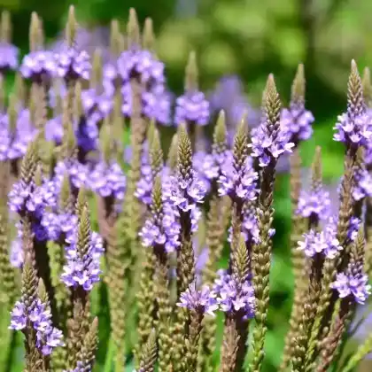 Foto von Lanzen-Eisenkraut (Verbena hastata)