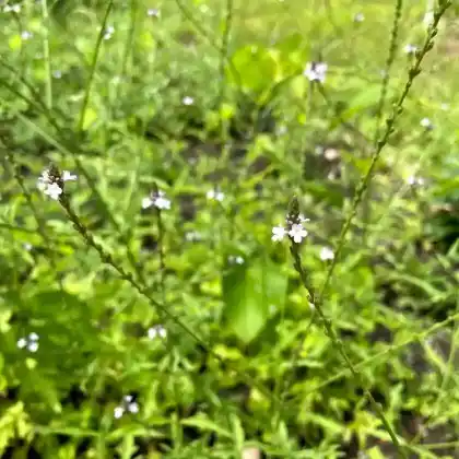 Foto von Echtes Eisenkraut (Verbena officinalis)