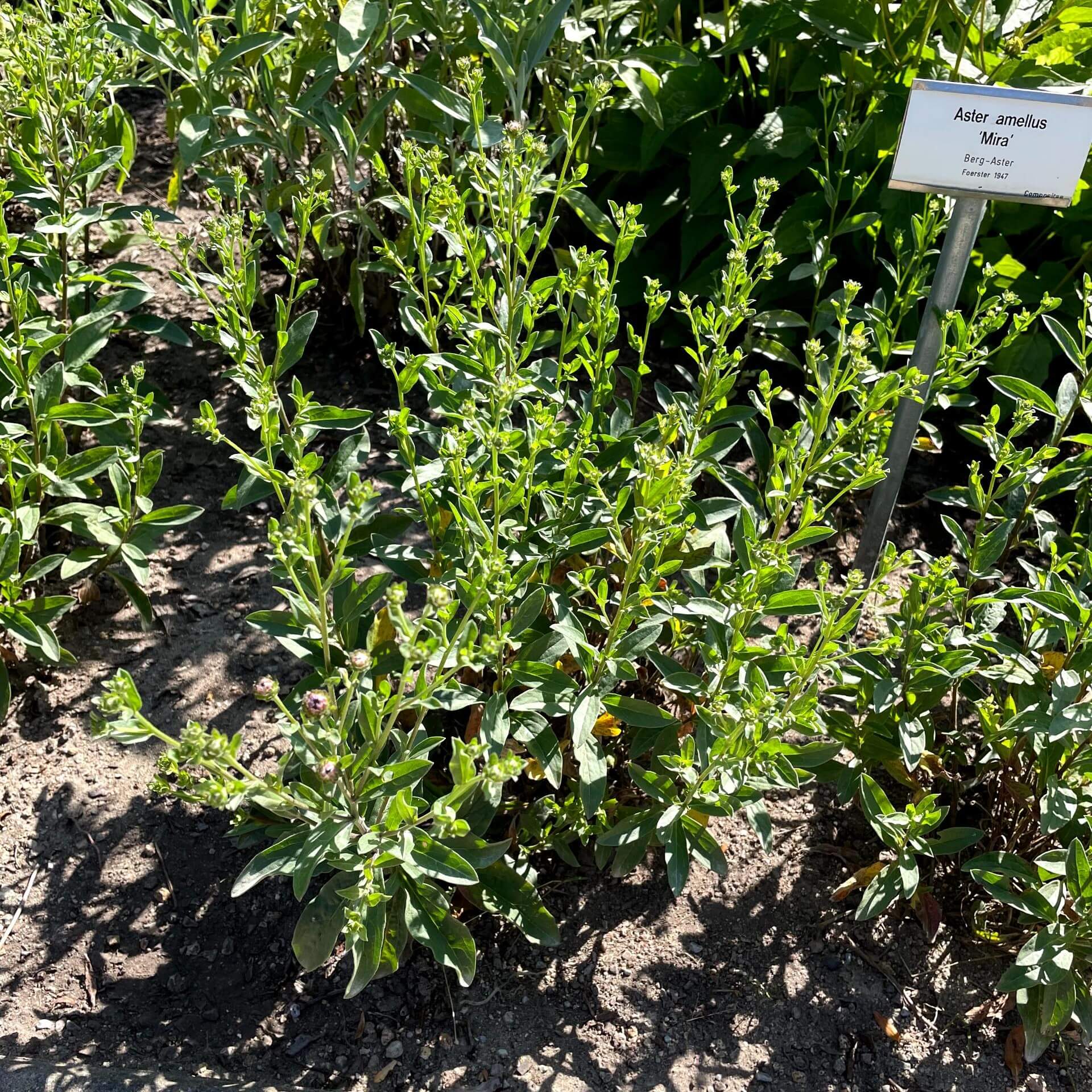 Berg-Aster 'Mira' (Aster amellus 'Mira')