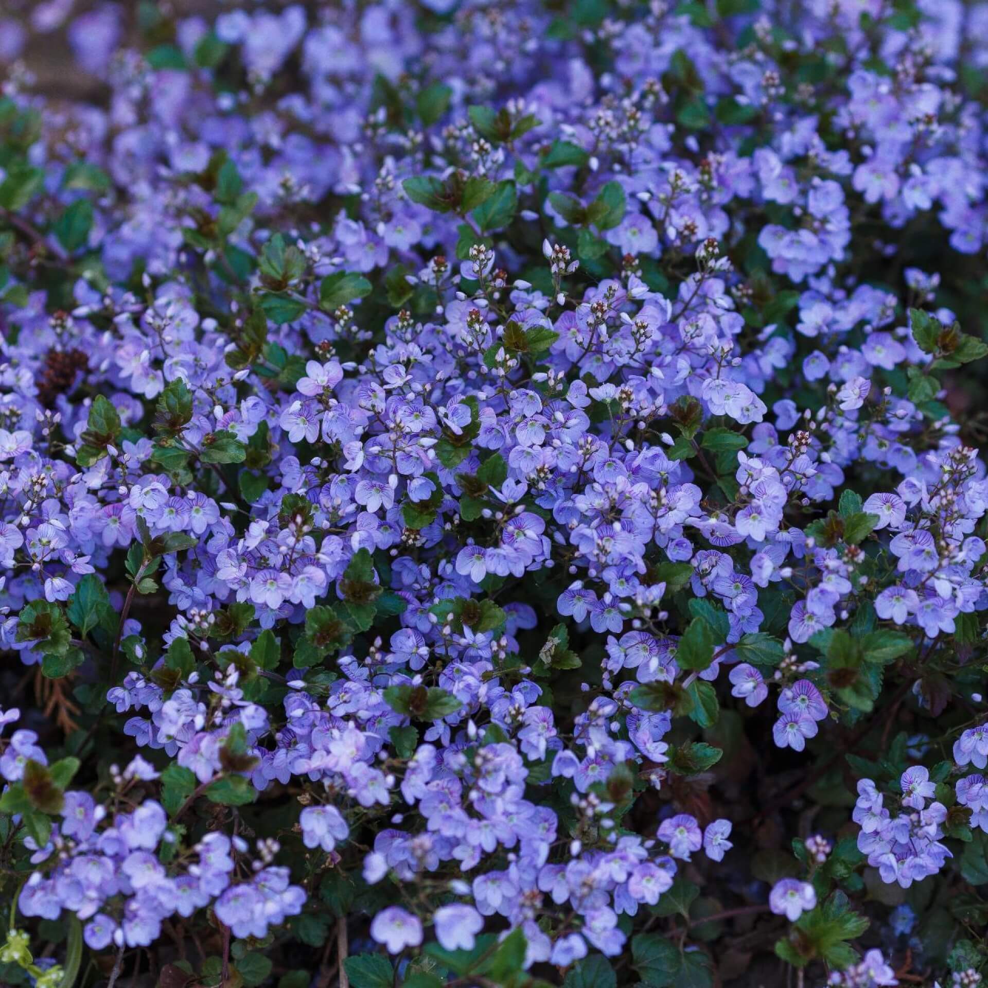 Armenischer Ehrenpreis (Veronica armena)