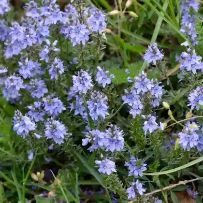 Foto von Österreichischer Ehrenpreis (Veronica austriaca)