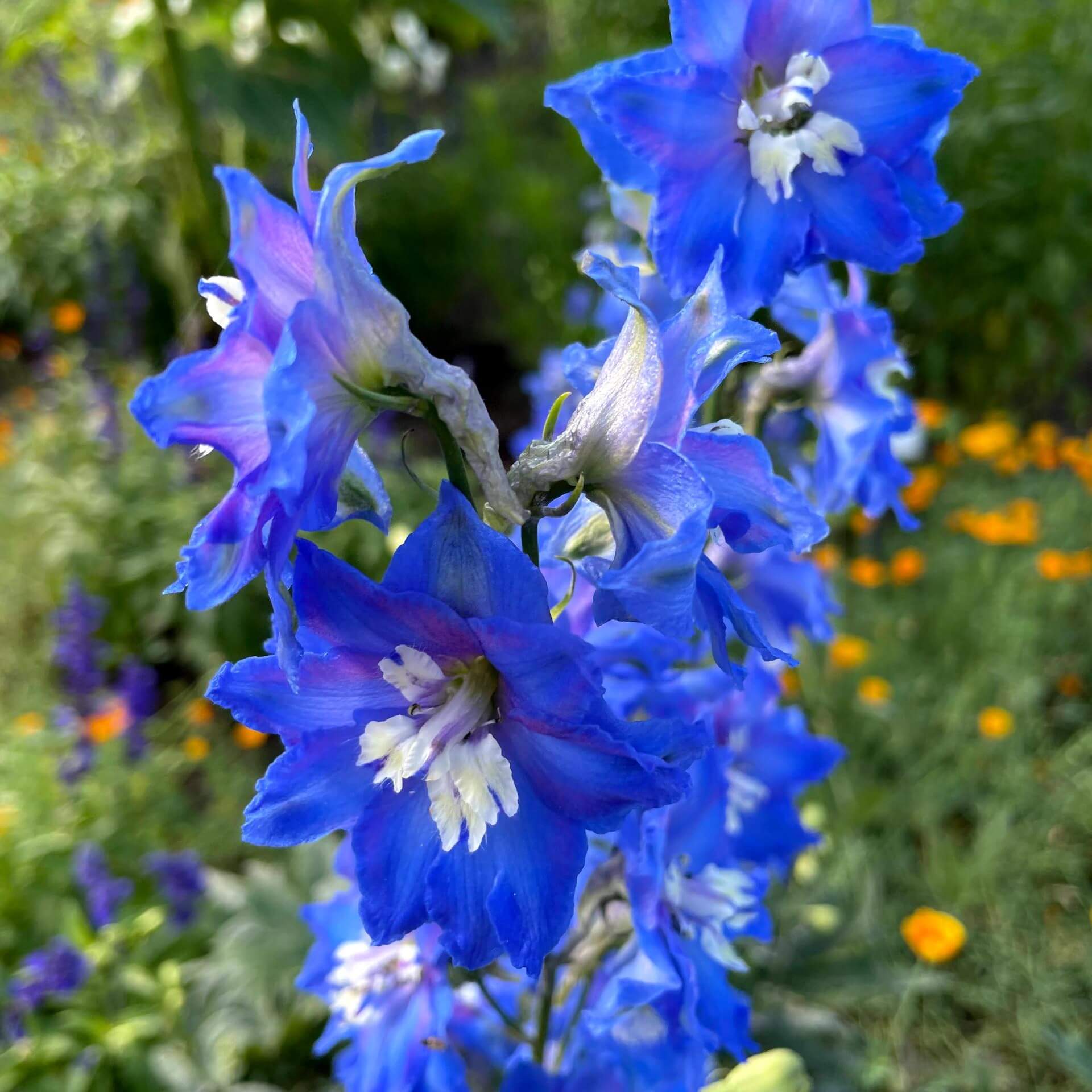 Büschel-Ehrenpreis 'Knallblau' (Veronica austriaca var. teucrium 'Knallblau')