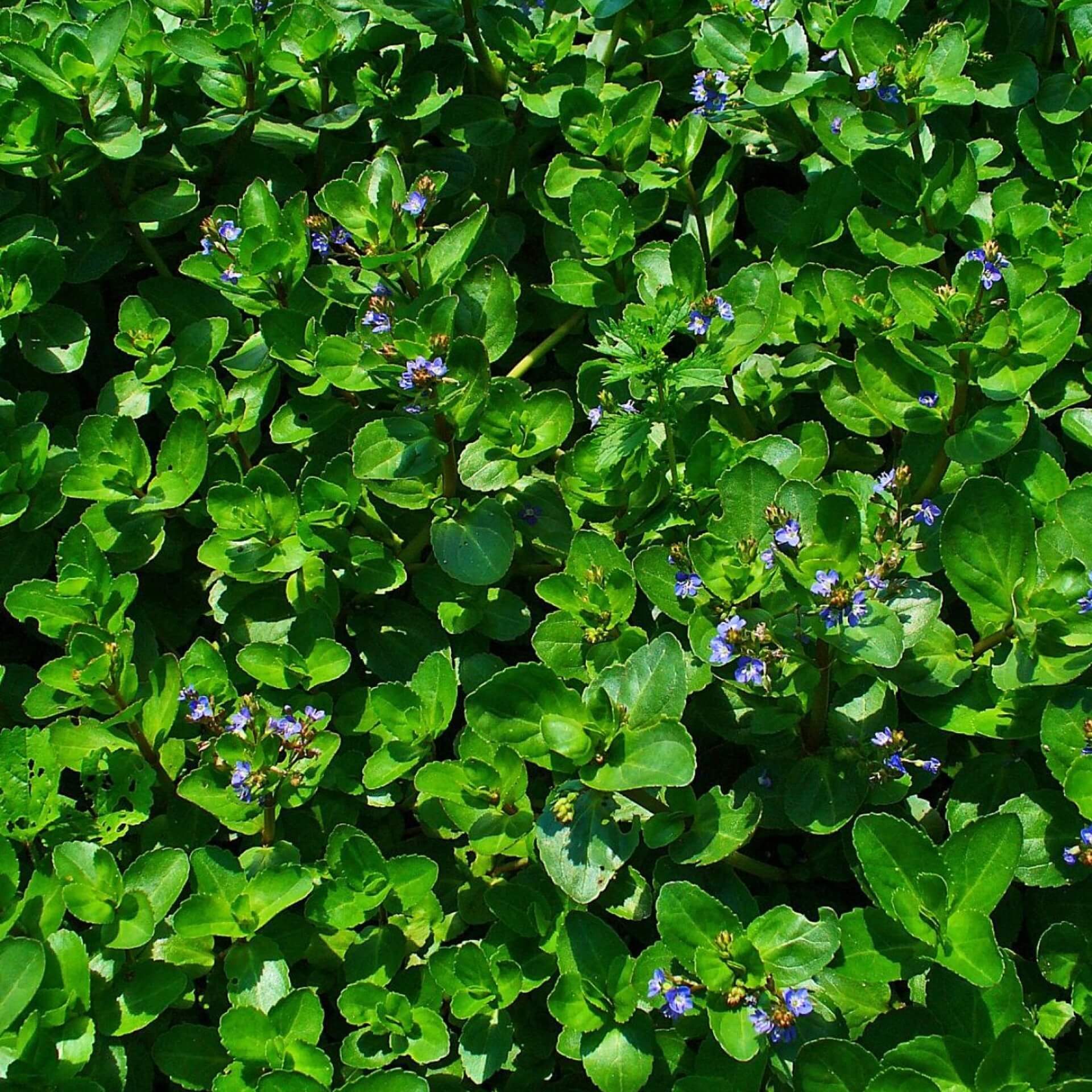 Bachbunge (Veronica beccabunga)