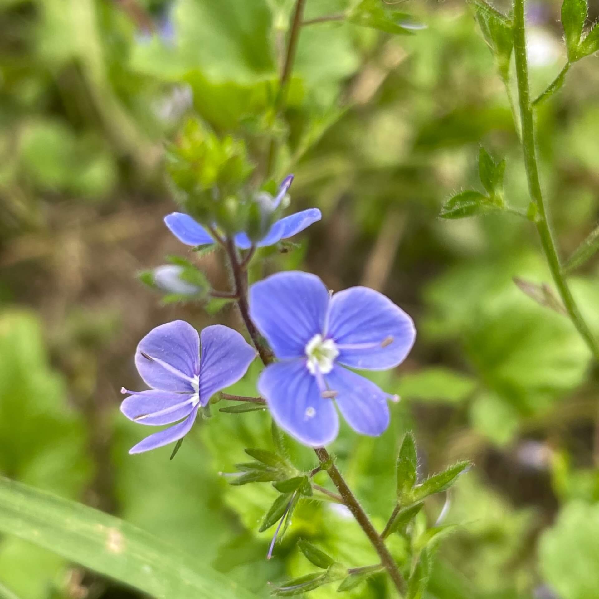 Gamander-Ehrenpreis (Veronica chamaedrys)