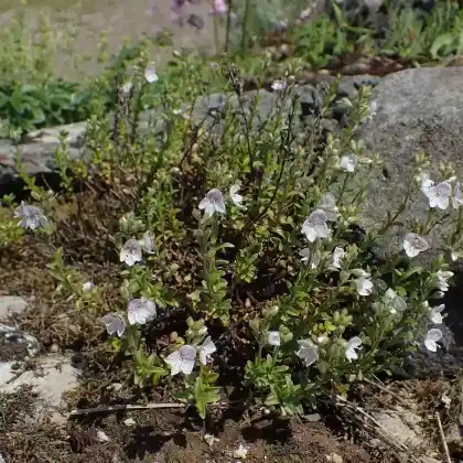 Foto von Halbstrauchehrenpreis (Veronica fruticulosa)