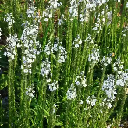 Foto von Enzianblättriger Ehrenpreis (Veronica gentianoides)