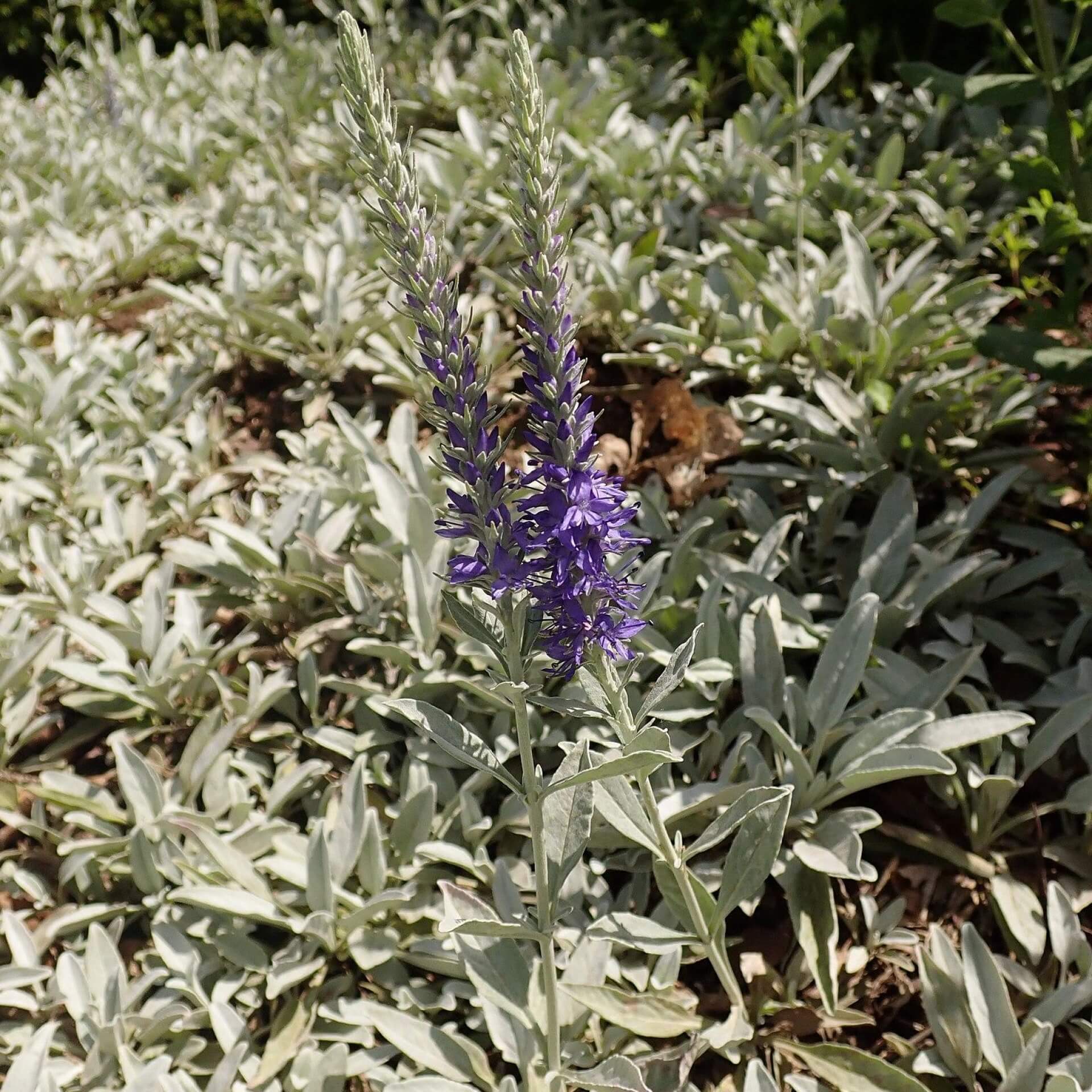 Silberpolster-Ehrenpreis (Veronica spicata subsp. incana 'Silberteppich')