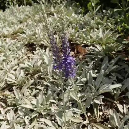 Foto von Silberpolster-Ehrenpreis (Veronica spicata subsp. incana 'Silberteppich')