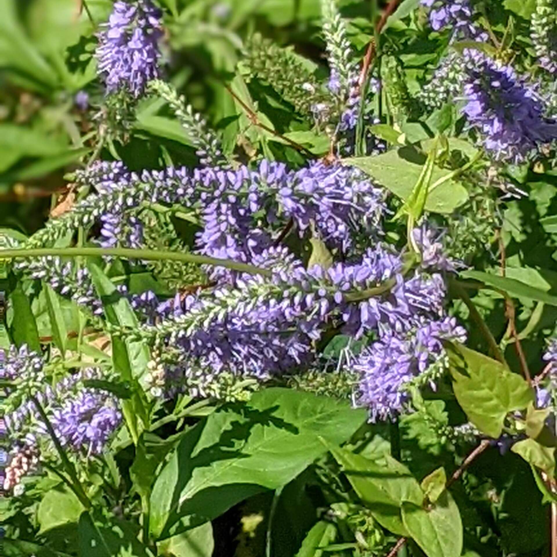 Langblättriger Ehrenpreis 'Blauriesin' (Veronica longifolia 'Blauriesin')