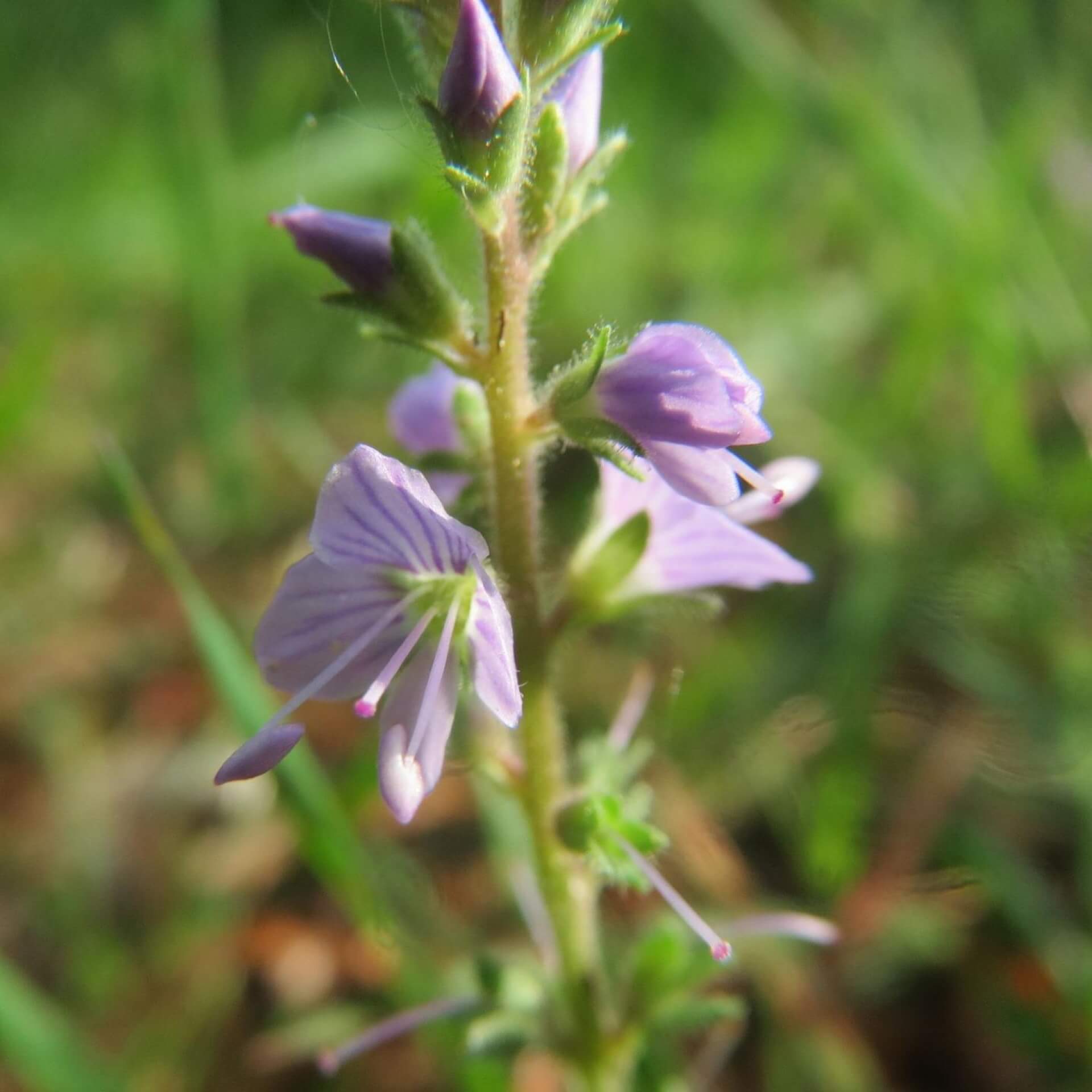 Echter Ehrenpreis (Veronica officinalis)