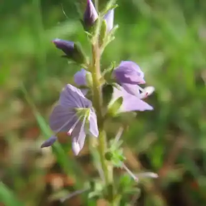 Foto von Echter Ehrenpreis (Veronica officinalis)