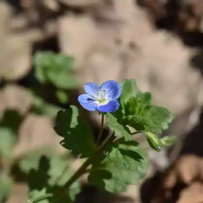 Foto von Polster-Ehrenpreis 'Georgia Blue' (Veronica peduncularis 'Georgia Blue')