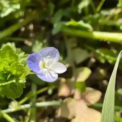 Foto von Persischer Ehrenpreis (Veronica persica)