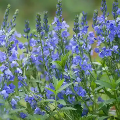 Foto von Niederliegender Ehrenpreis (Veronica prostrata)