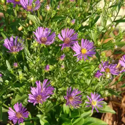 Foto von Berg-Aster 'Rudolf Goethe' (Aster amellus 'Rudolf Goethe')