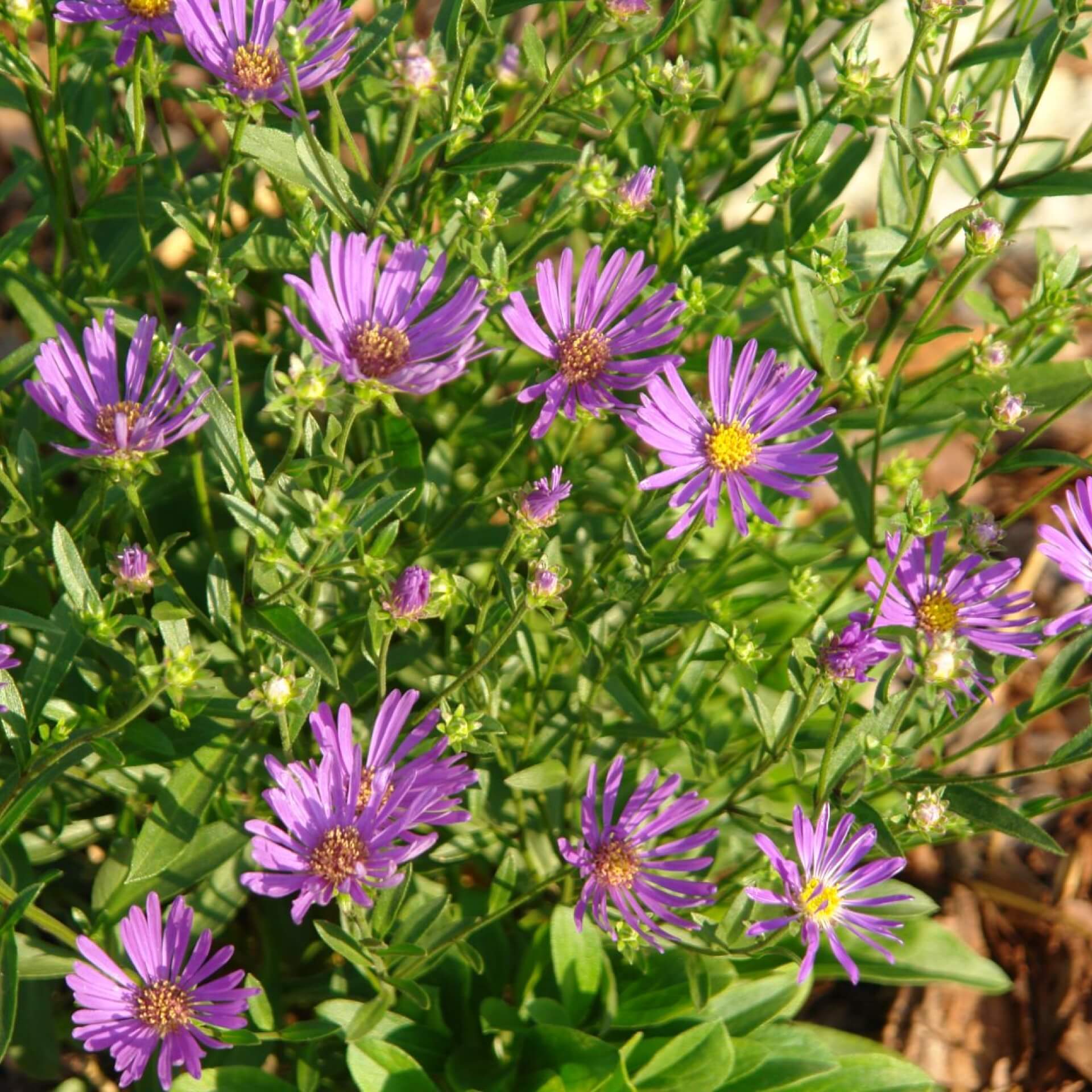 BergAster 'Rudolf Goethe' / Aster amellus 'Rudolf Goethe'