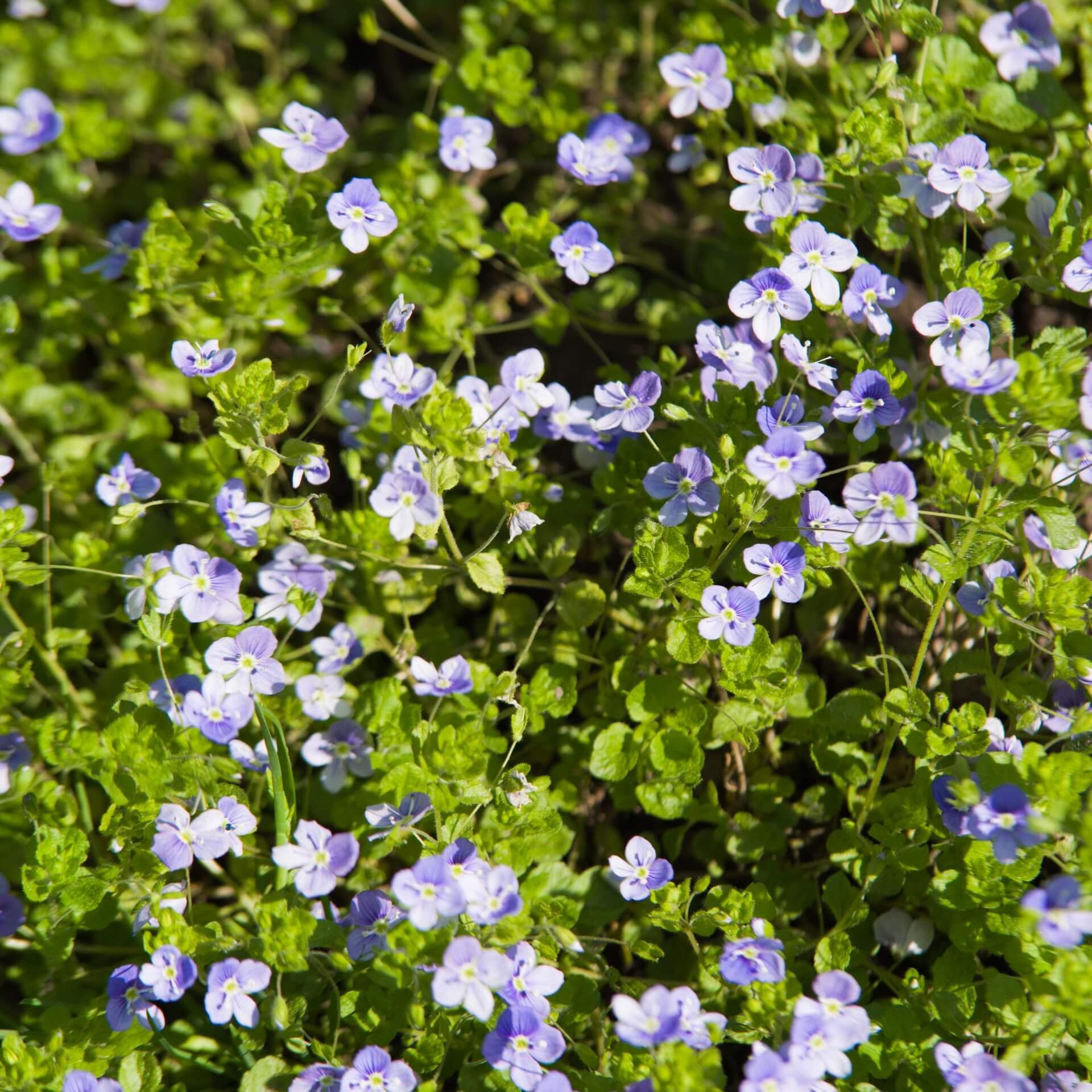 Kriechender Ehrenpreis (Veronica repens)