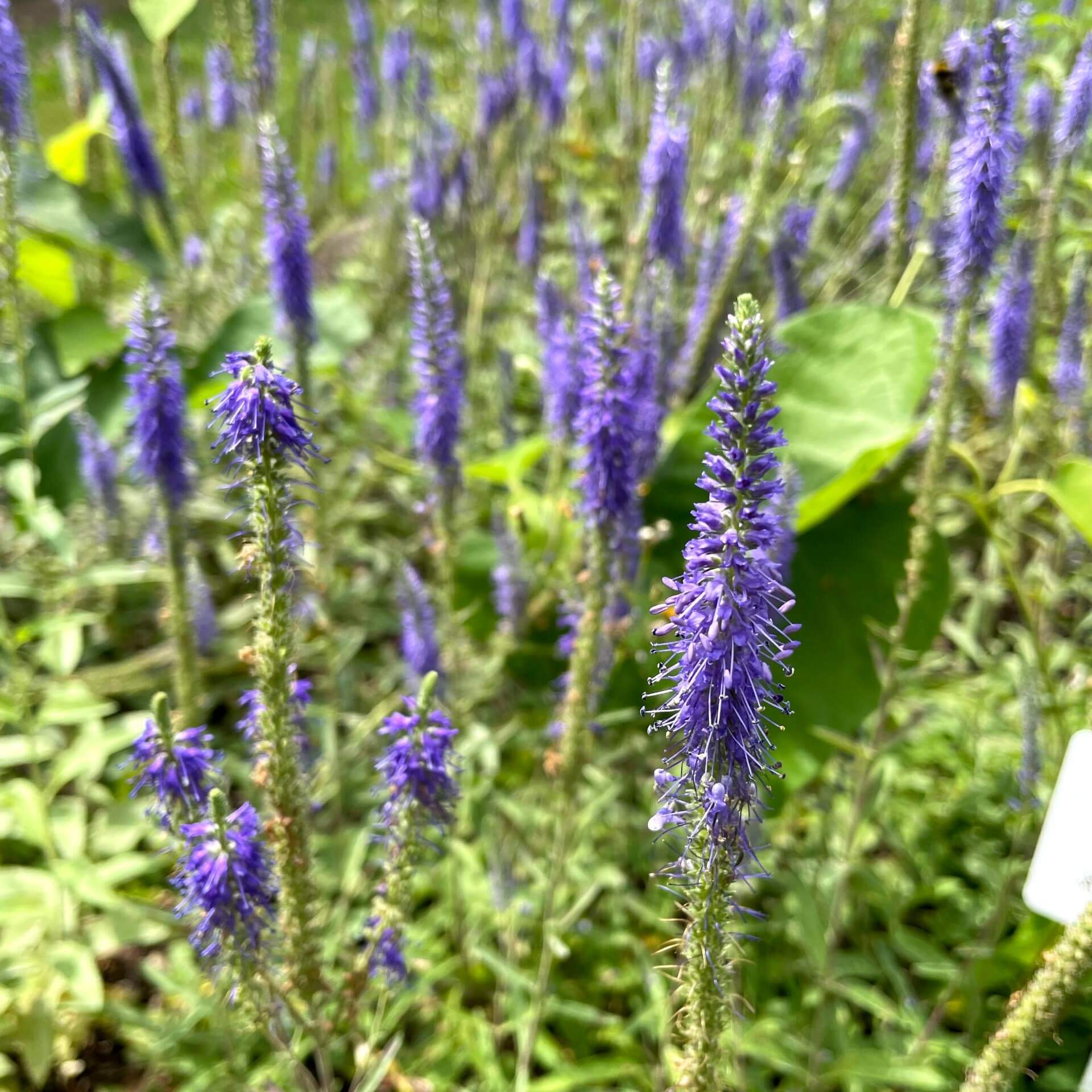 Ähriger Ehrenpreis (Veronica spicata)