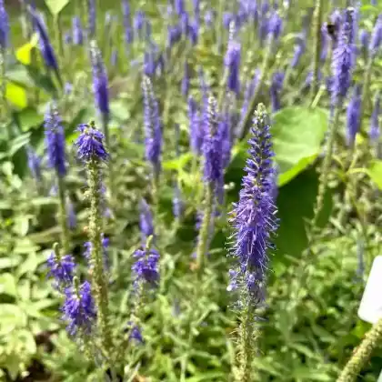 Foto von Ähriger Ehrenpreis (Veronica spicata)