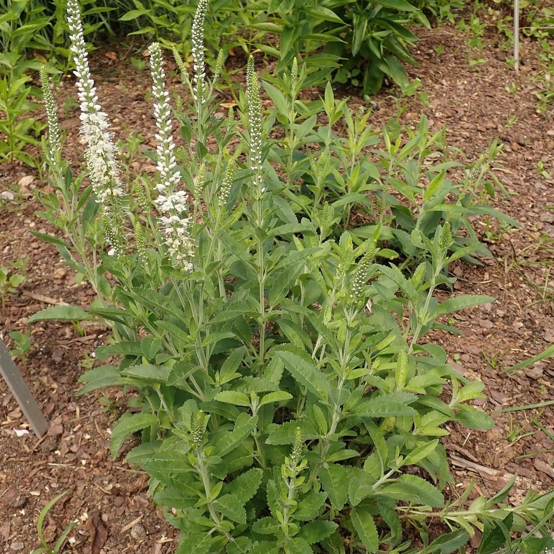 Ähriger Ehrenpreis 'Alba' (Veronica spicata 'Alba')