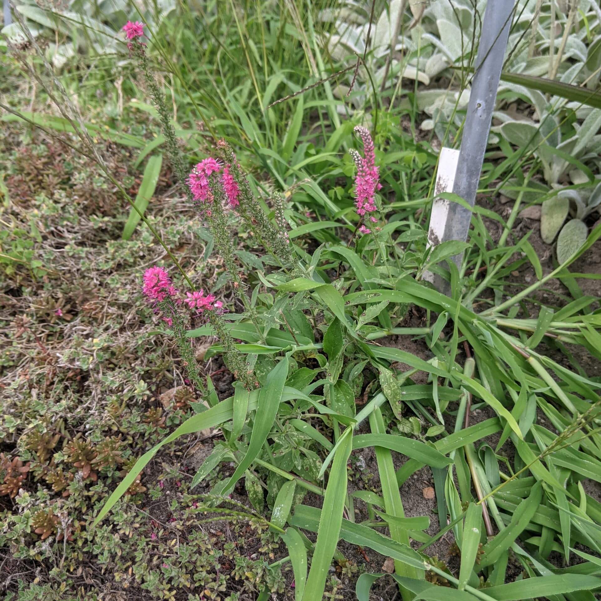 Scheinähriger Ehrenpreis Rotfuchs Veronica spicata Rotfuchs 