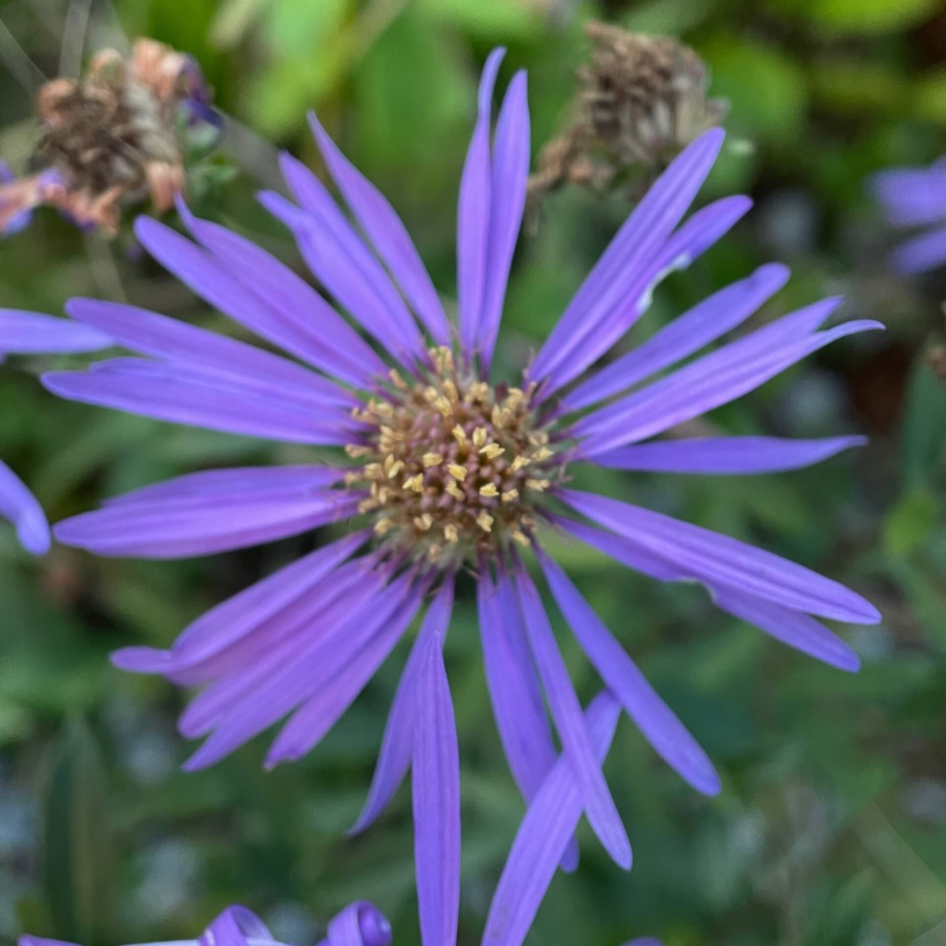 Berg-Aster 'Sternkugel' (Aster amellus 'Sternkugel')