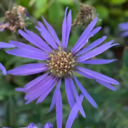 Foto von Berg-Aster 'Sternkugel' (Aster amellus 'Sternkugel')