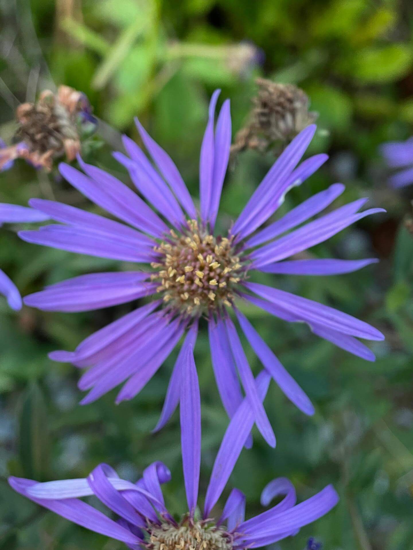 BergAster 'Sternkugel' / Aster amellus 'Sternkugel'