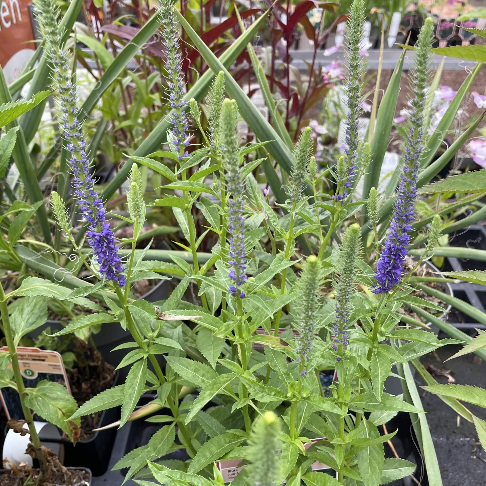 Scheinähriger Ehrenpreis 'Royal Candles Glory' (Veronica spicata 'Royal Candles Glory')