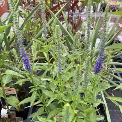 Foto von Scheinähriger Ehrenpreis 'Royal Candles Glory' (Veronica spicata 'Royal Candles Glory')