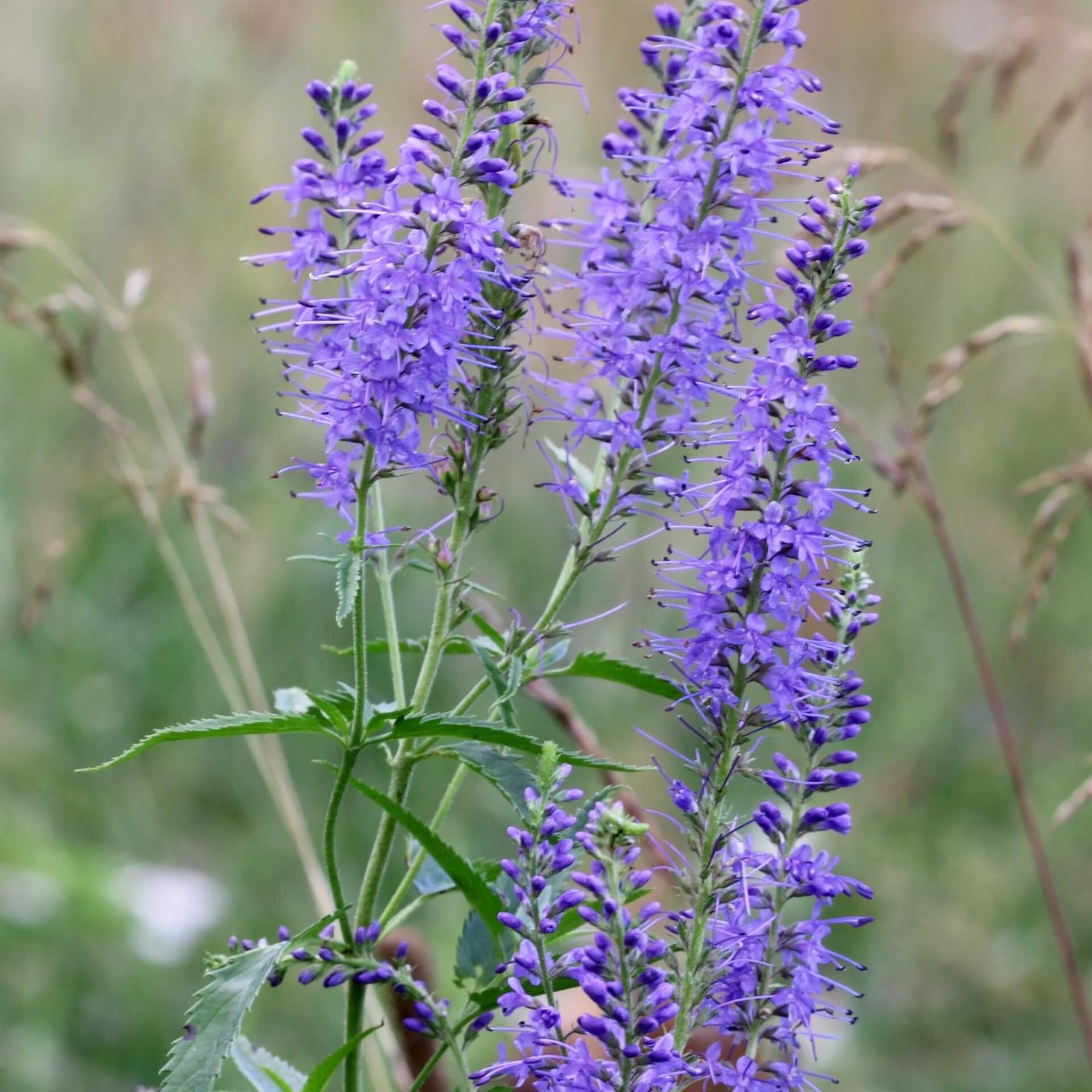 Rispiger Blauweiderich (Veronica spuria)