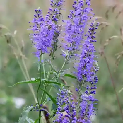 Foto von Rispiger Blauweiderich (Veronica spuria)