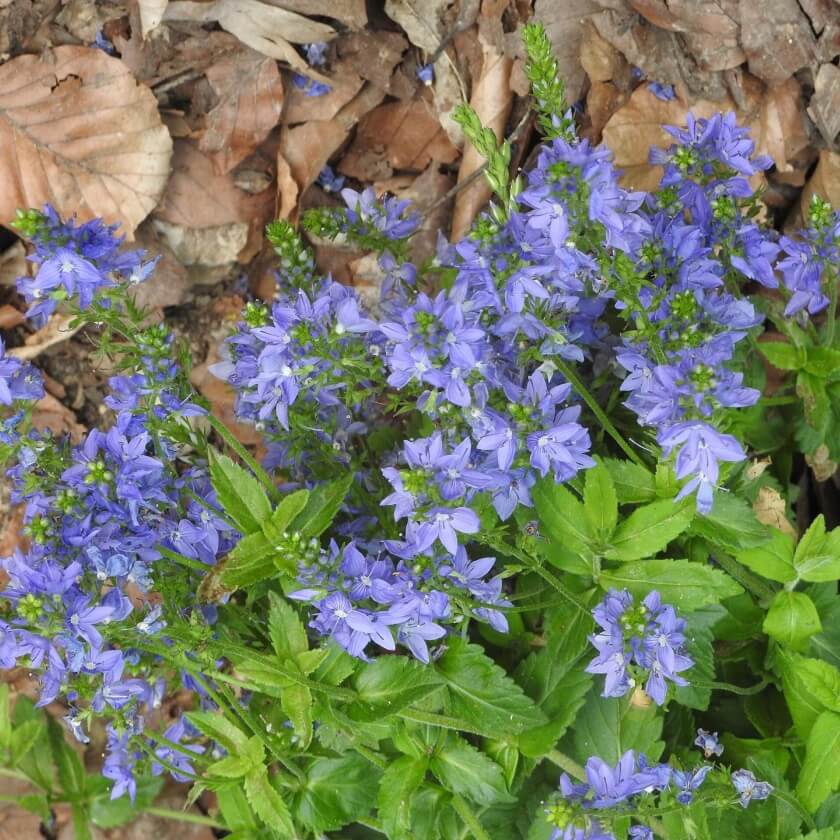 Großer Ehrenpreis / Veronica teucrium