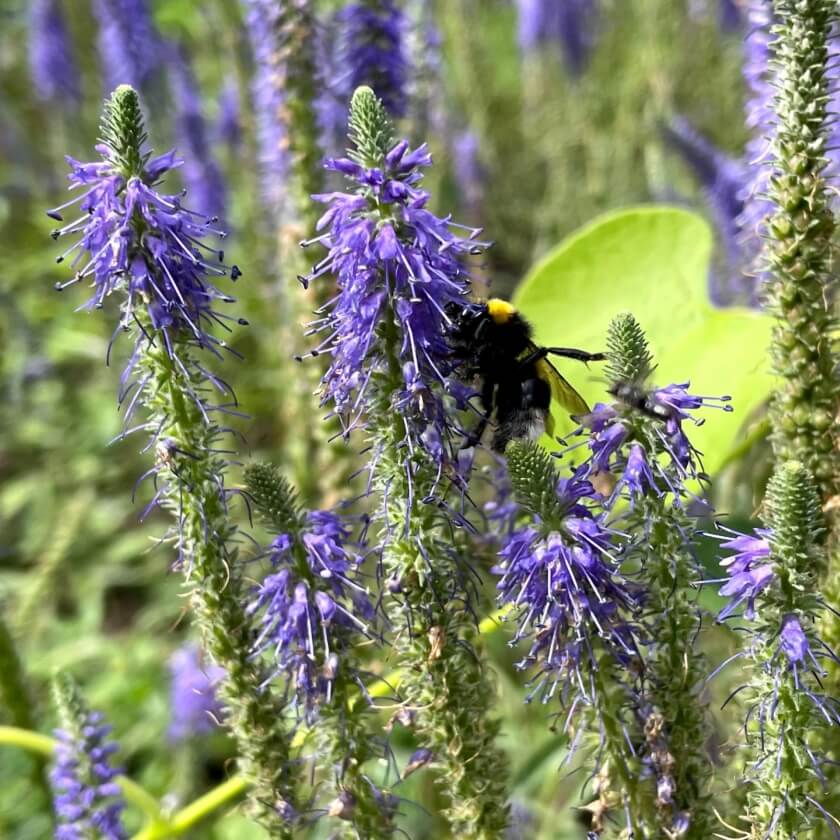 43+ Ehrenpreis Pflanze Garten, Es gibt viele gründe, warum man sich
