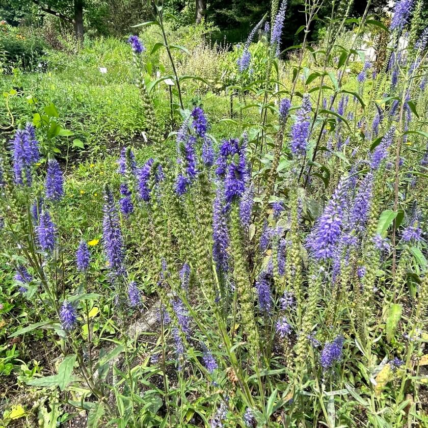 Großer Ehrenpreis dein Garten ökologisch & pflegeleicht