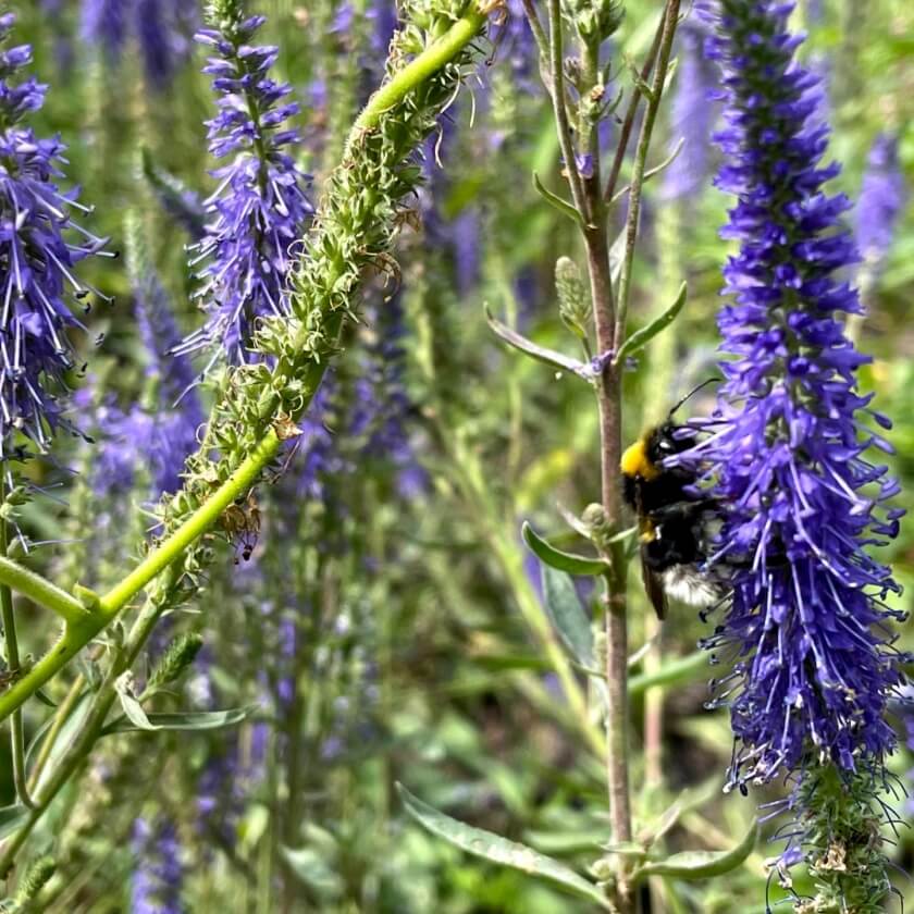 Großer Ehrenpreis dein Garten ökologisch & pflegeleicht