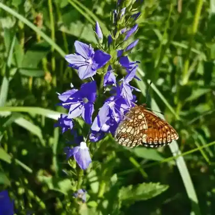Foto von Großer Ehrenpreis (Veronica teucrium)