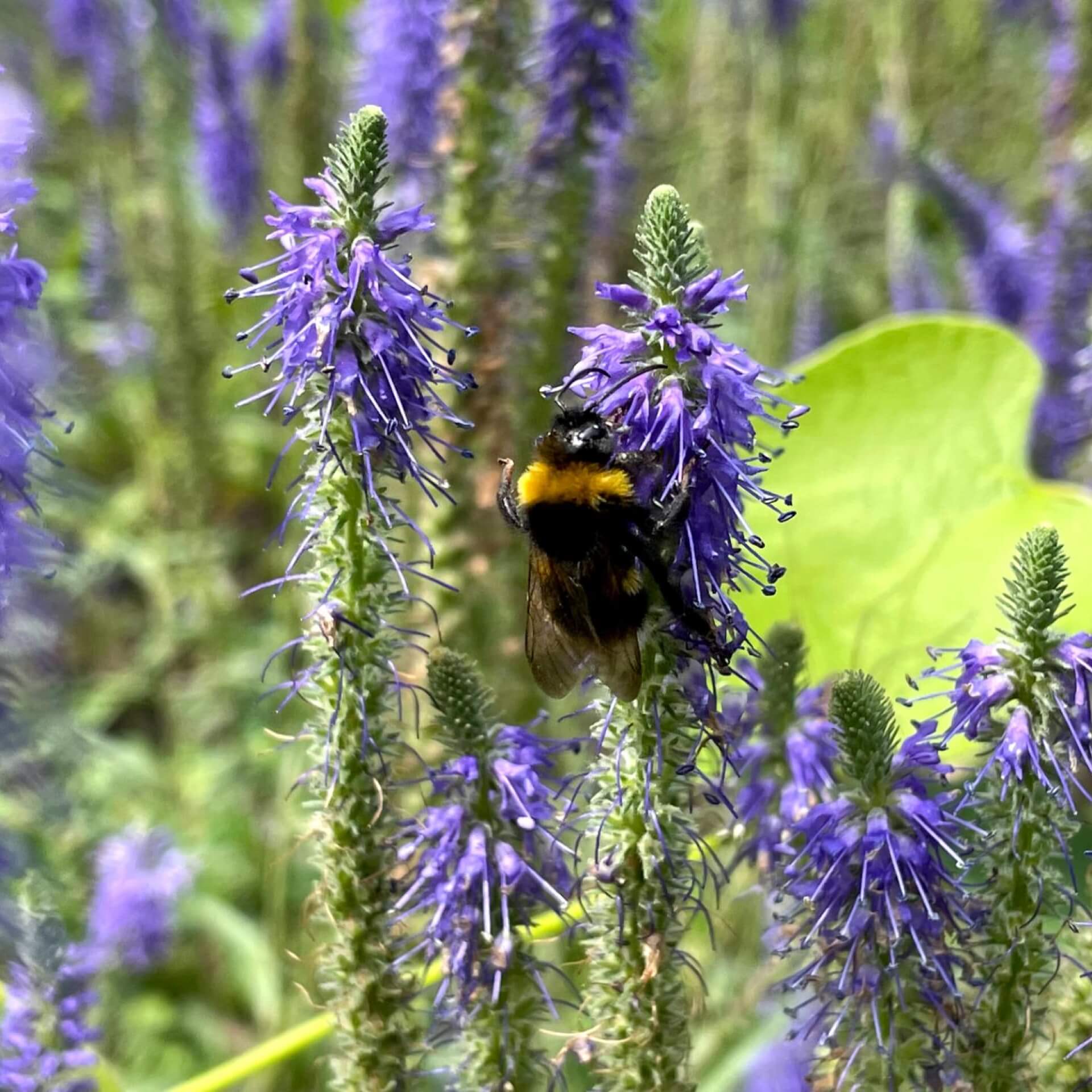 Großer Ehrenpreis (Veronica teucrium)