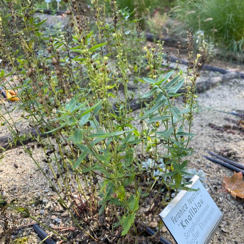 Großer Ehrenpreis 'Knallblau' / Veronica teucrium 'Knallblau'