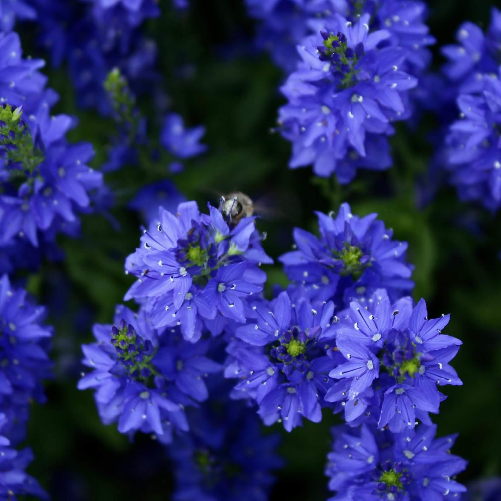 Großer Ehrenpreis 'Knallblau' (Veronica teucrium 'Knallblau')