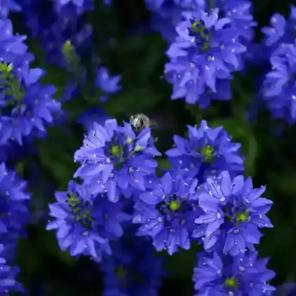 Foto von Großer Ehrenpreis 'Knallblau' (Veronica teucrium 'Knallblau')