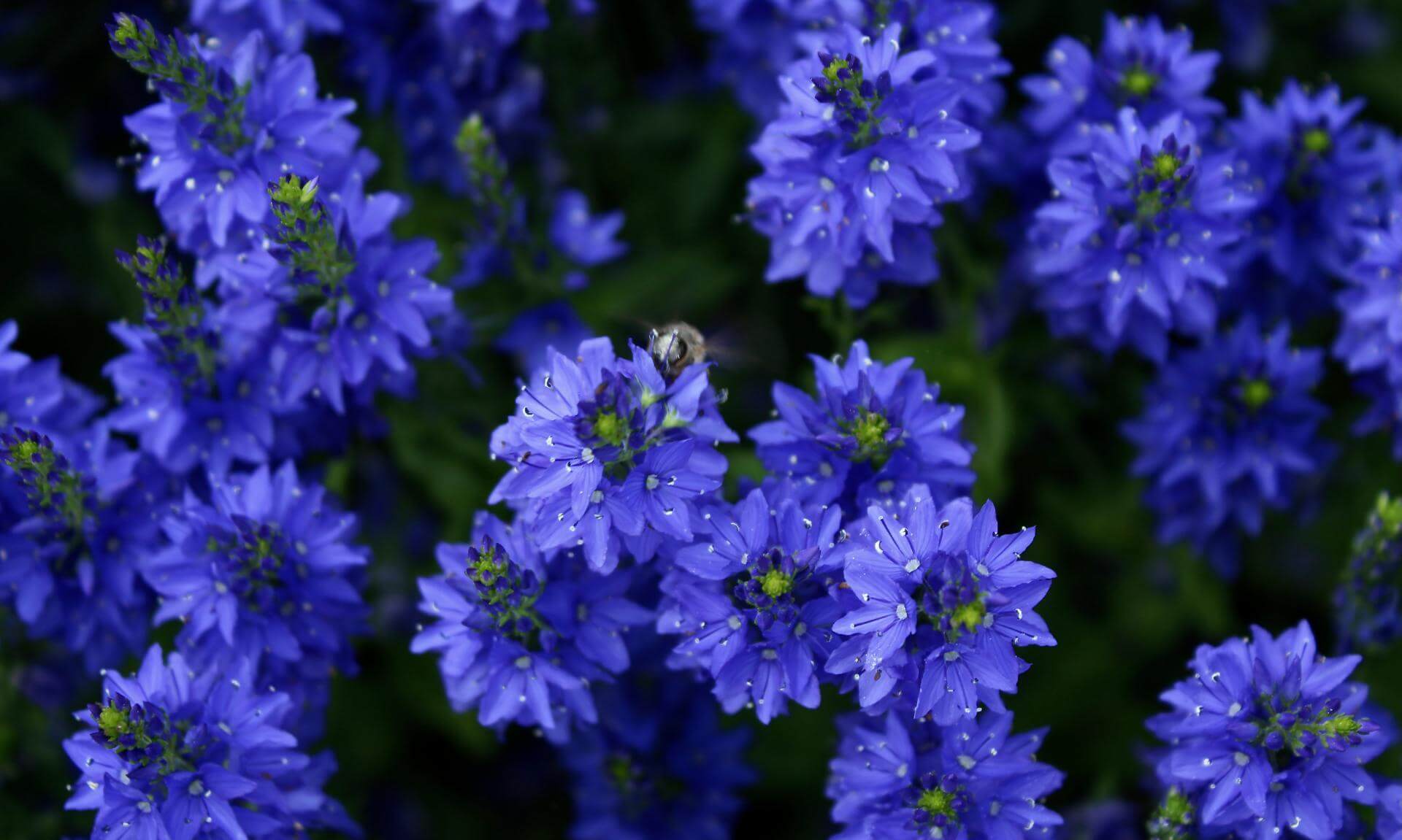 Großer Ehrenpreis 'Knallblau' / Veronica teucrium 'Knallblau'