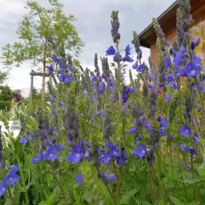 Foto von Großer Ehrenpreis 'Königsblau' (Veronica teucrium 'Königsblau')