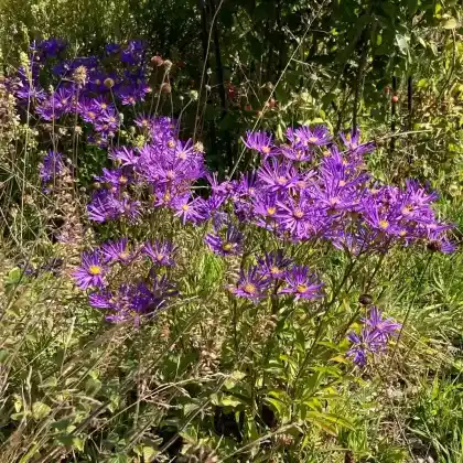 Foto von Sommer-Aster 'Veilchenkönigin' (Aster amellus 'Veilchenkönigin')
