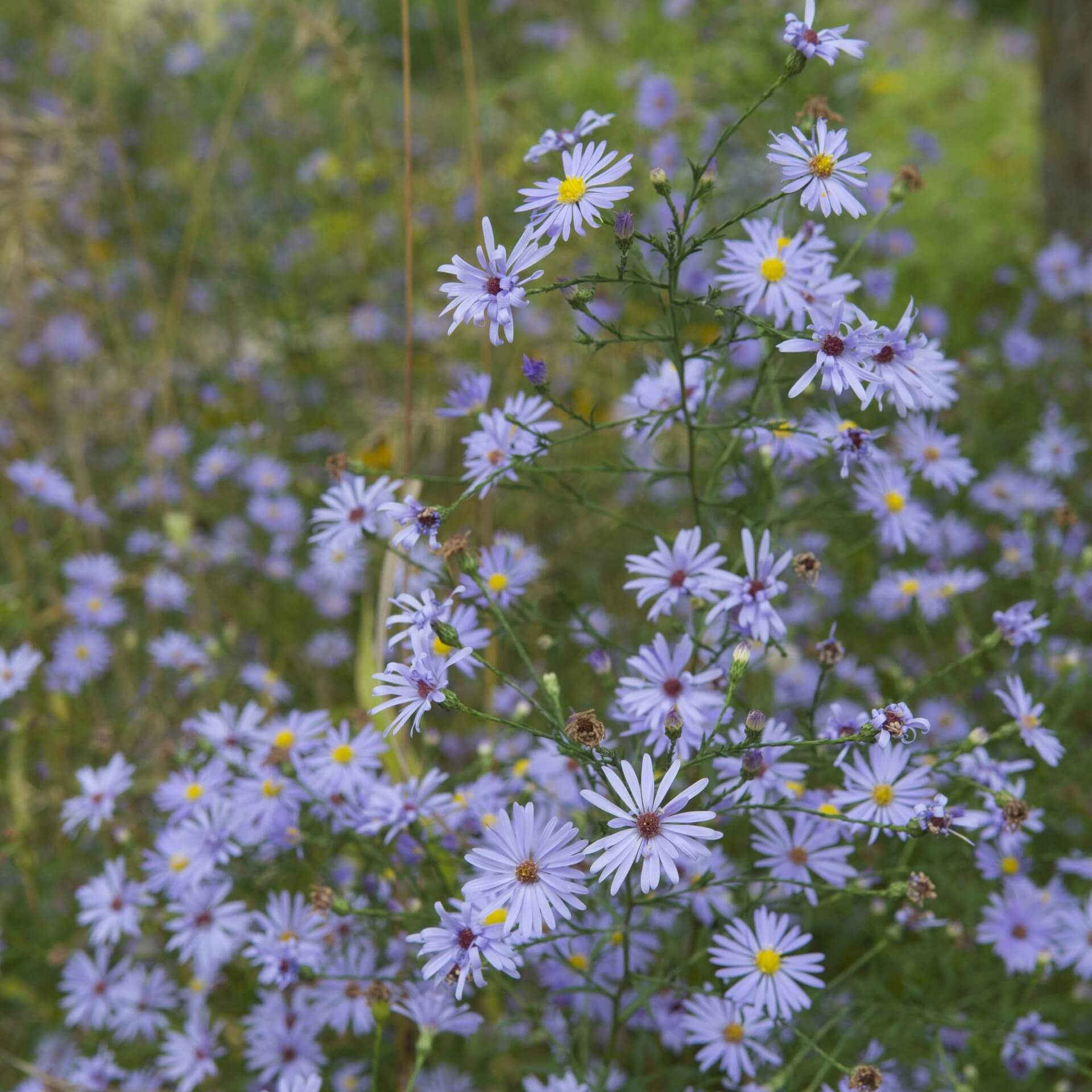 Himmelblaue Aster (Aster azureus)