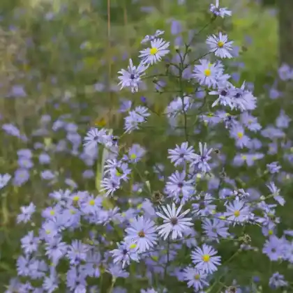Foto von Himmelblaue Aster (Aster azureus)
