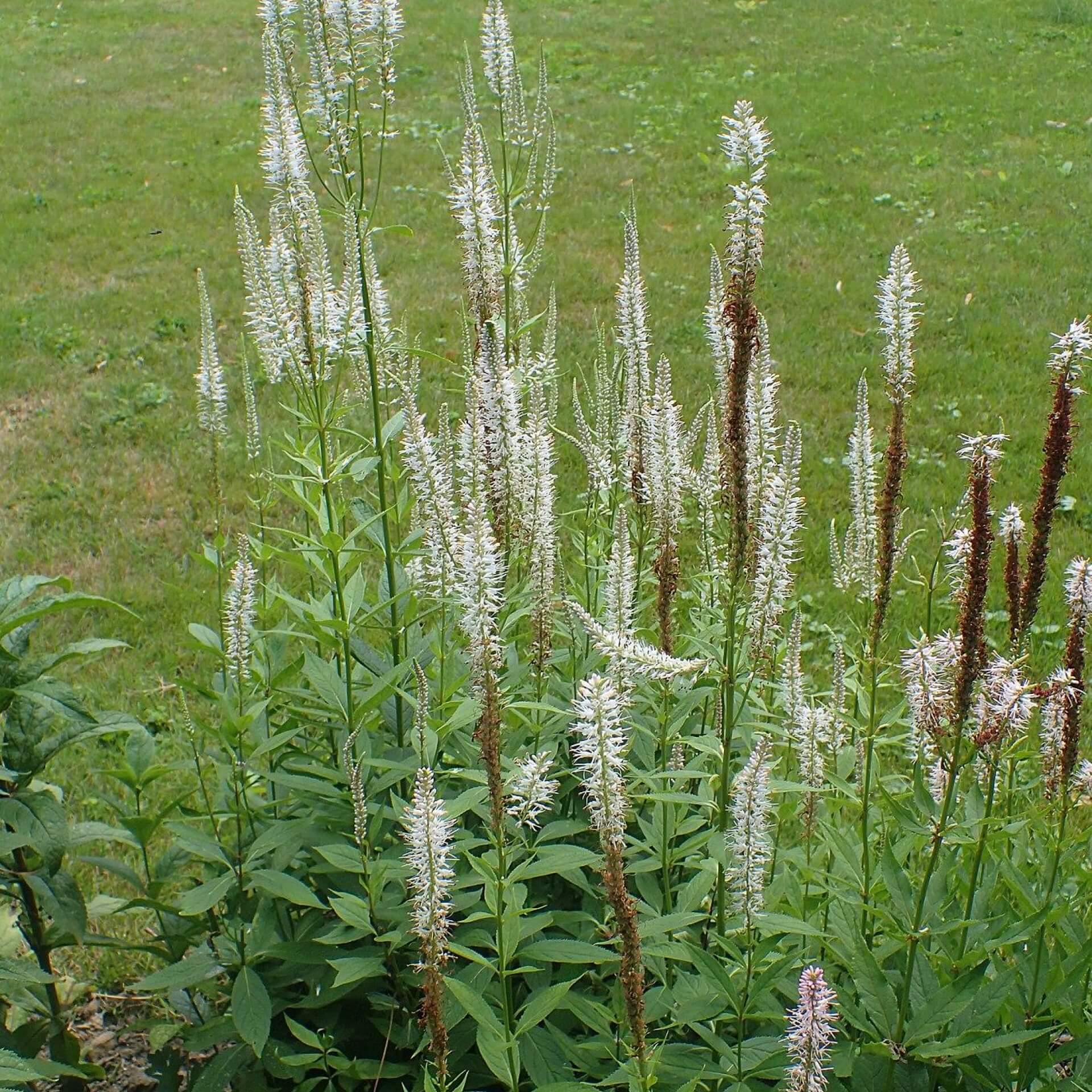 Kandelaber-Ehrenpreis (Veronicastrum virginicum)