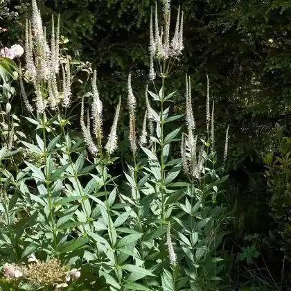 Foto von Kandelaber-Ehrenpreis 'Album' (Veronicastrum virginicum 'Album')