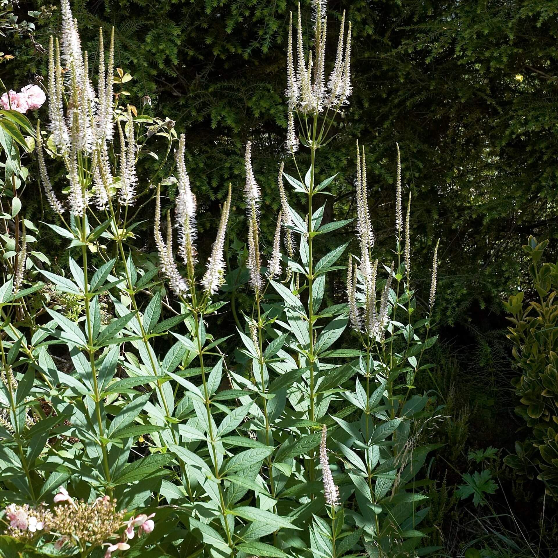 KandelaberEhrenpreis 'Album' / Veronicastrum virginicum 'Album'