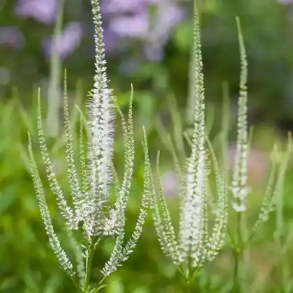 Foto von Kandelaber-Ehrenpreis 'Diana' (Veronicastrum virginicum 'Diana')